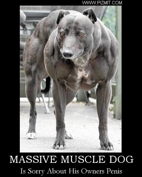 MASSIVE MUSCLE DOG Photo by pizmit | Photobucket