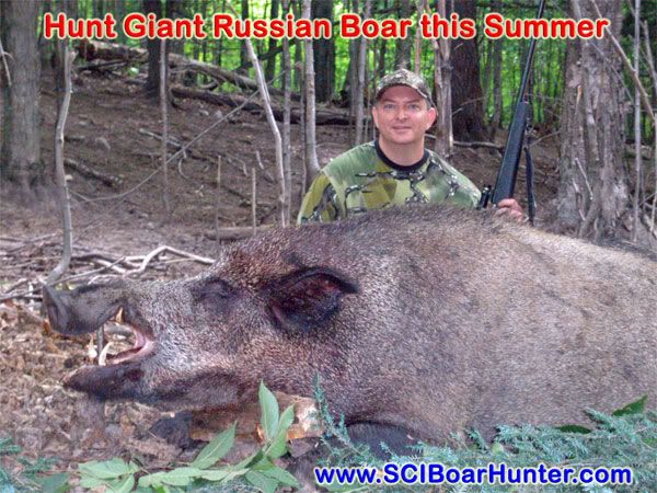 Giant Russian Boar in Michigan's wild and scenic Upper Peninsula Giant Russian Boar in Michigan's wild and scenic Upper Peninsula