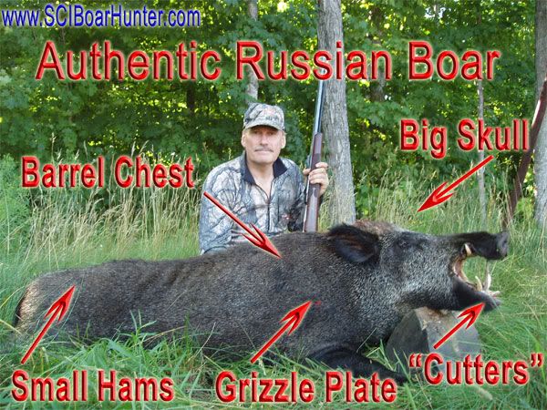 Giant Russian Boars