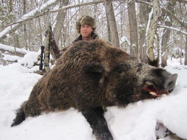 You will be Hunting Authentic Russian Boar