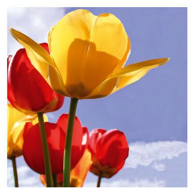 Tulips.jpg