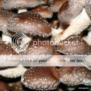 1shiitake.jpg