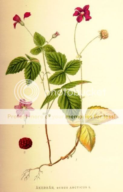 Rubus_arcticus.jpg