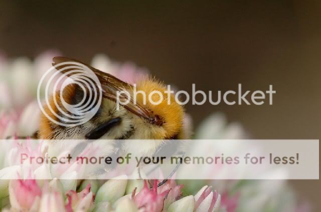 hommel1.jpg