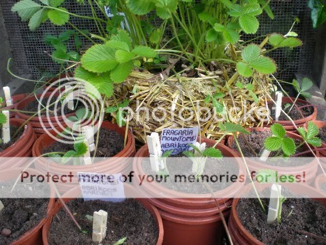 moestuinforum013-2.jpg