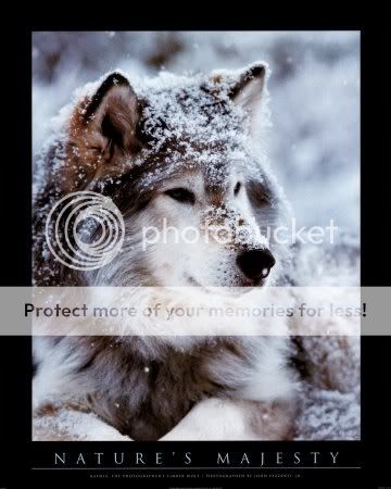 snow wolf Pictures, Images and Photos