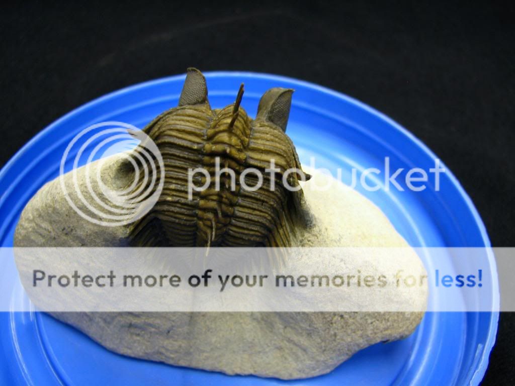 Erbenochile Trilobite Morocco Museum Big Eyes Very Rare  