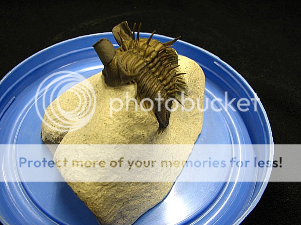 Erbenochile Trilobite Morocco Museum Big Eyes Very Rare  