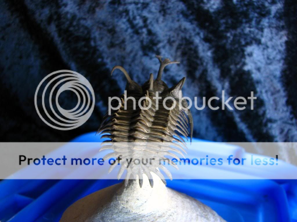 Flying Walliserops aka Trident Comura Trilobite Museum  